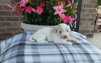 Marley , a female Maltipoo for sale in Grabill, IN – 2 of 8