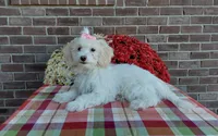 Missy, a female Maltipoo for sale in Grabill, IN – 3 of 8