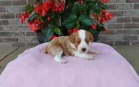 Callie , a female Miniature Aussiedoodle for sale in Grabill, IN – 6 of 10