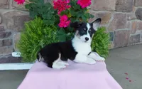 Macie , a female Pembroke Welsh Corgi for sale in Grabill, IN – 2 of 10