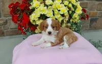 Callie , a female Miniature Aussiedoodle for sale in Grabill, IN – 2 of 8