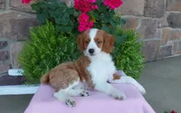 Callie , a female Miniature Aussiedoodle for sale in Grabill, IN – 8 of 10