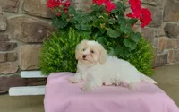 Missy, a female Maltipoo for sale in Grabill, IN – 3 of 8