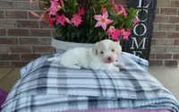 Marley , a female Maltipoo for sale in Grabill, IN – 4 of 8