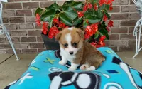 Mason , a male Pembroke Welsh Corgi for sale in Grabill, IN – 6 of 8