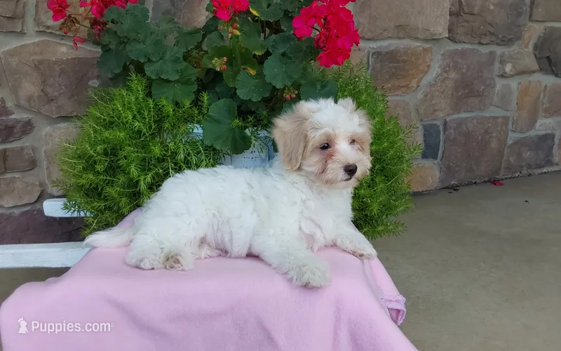 Marley  – Maltipoo puppy for sale in Grabill, IN