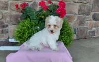 Marley , a female Maltipoo for sale in Grabill, IN – 3 of 9