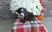 Tucker , a male Australian Shepherd and Poodle - Miniature  for sale in Grabill, IN – 5 of 8