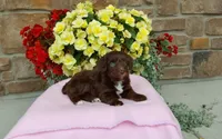 Chloe , a female Miniature Aussiedoodle for sale in Grabill, IN – 4 of 10