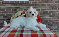 Marley , a female Maltipoo for sale in Grabill, IN – 9 of 9