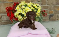 Chloe , a female Miniature Aussiedoodle for sale in Grabill, IN – 9 of 10