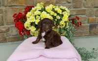 Chloe , a female Miniature Aussiedoodle for sale in Grabill, IN – 8 of 10