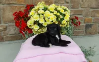 Carrie, a female Miniature Aussiedoodle for sale in Grabill, IN – 7 of 10