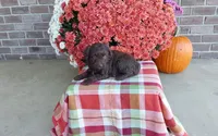 Timber , a male Australian Shepherd and Poodle - Miniature  for sale in Grabill, IN – 1 of 8
