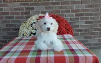 Missy, a female Maltipoo for sale in Grabill, IN – 7 of 8
