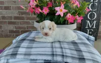Marley , a female Maltipoo for sale in Grabill, IN – 3 of 8