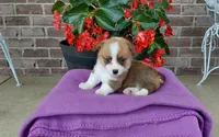 Molly, a female Pembroke Welsh Corgi for sale in Grabill, IN – 2 of 8