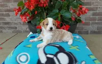Clover , a female Miniature Aussiedoodle for sale in Grabill, IN – 7 of 9