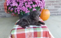Teddy , a male Australian Shepherd and Poodle - Miniature  for sale in Grabill, IN – 6 of 8