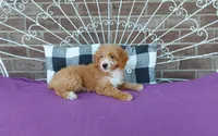 Celeste , a female Miniature Aussiedoodle for sale in Grabill, IN – 7 of 8