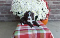 Tucker , a male Australian Shepherd and Poodle - Miniature  for sale in Grabill, IN – 3 of 8