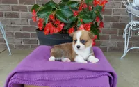 Molly, a female Pembroke Welsh Corgi for sale in Grabill, IN – 5 of 8