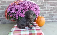Teddy , a male Australian Shepherd and Poodle - Miniature  for sale in Grabill, IN – 5 of 8