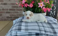 Missy, a female Maltipoo for sale in Grabill, IN – 2 of 8