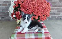 Winston, a male Pembroke Welsh Corgi for sale in Grabill, IN – 2 of 5