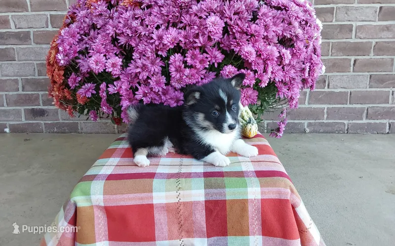 Watson , a male Pembroke Welsh Corgi for sale in Grabill, IN – 1 of 8