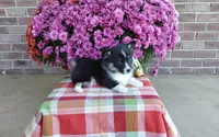 Watson , a male Pembroke Welsh Corgi for sale in Grabill, IN – 1 of 8