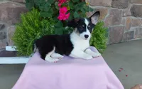 Macie , a female Pembroke Welsh Corgi for sale in Grabill, IN – 6 of 10
