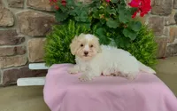 Missy, a female Maltipoo for sale in Grabill, IN – 4 of 8