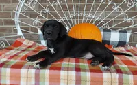 Bear , a male Great Dane for sale in Grabill, IN – 6 of 10