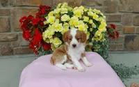 Callie , a female Miniature Aussiedoodle for sale in Grabill, IN – 8 of 8