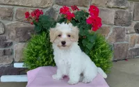 Marley , a female Maltipoo for sale in Grabill, IN – 8 of 9