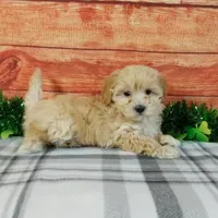Chase, a male Maltipoo for sale in Grabill, IN – Photo 3 of 4