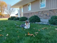 Watson , a male Pembroke Welsh Corgi for sale in Grabill, IN – 8 of 8