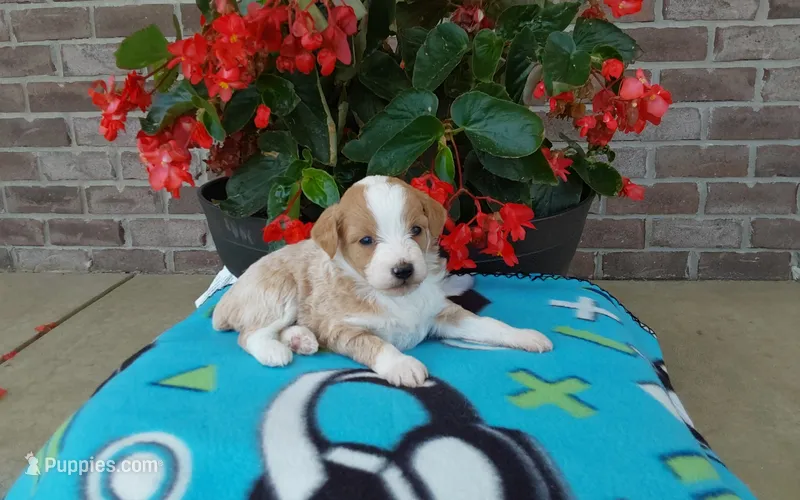 Clover  – Miniature Aussiedoodle puppy for sale in Grabill, IN