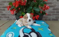 Clover , a female Miniature Aussiedoodle for sale in Grabill, IN – 1 of 9