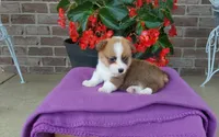 Molly, a female Pembroke Welsh Corgi for sale in Grabill, IN – 6 of 8