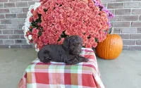 Timber , a male Australian Shepherd and Poodle - Miniature  for sale in Grabill, IN – 5 of 8