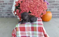 Timber , a male Australian Shepherd and Poodle - Miniature  for sale in Grabill, IN – 4 of 8
