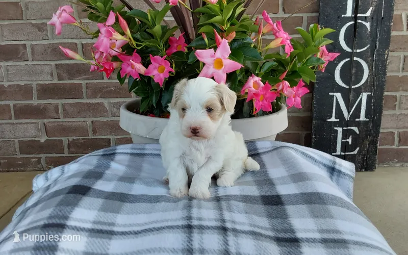 Missy – Maltipoo puppy for sale in Grabill, IN