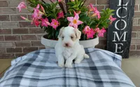 Missy, a female Maltipoo for sale in Grabill, IN – 1 of 8
