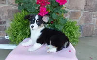 Macie , a female Pembroke Welsh Corgi for sale in Grabill, IN – 3 of 10