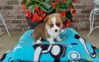 Mason , a male Pembroke Welsh Corgi for sale in Grabill, IN – 5 of 8