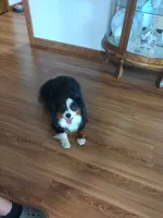 Tucker , a male Australian Shepherd and Poodle - Miniature  for sale in Grabill, IN – 8 of 8