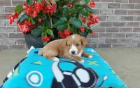 Celeste , a female Miniature Aussiedoodle for sale in Grabill, IN – 2 of 8