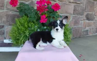Macie , a female Pembroke Welsh Corgi for sale in Grabill, IN – 8 of 10